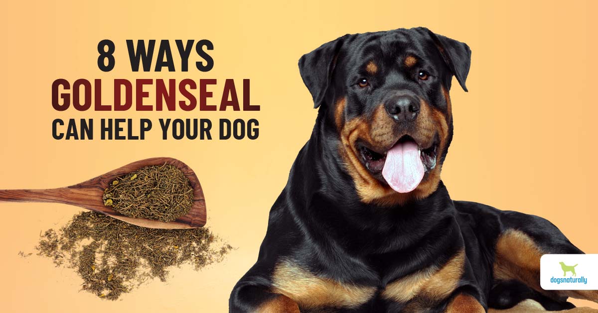 golden seal for dogs