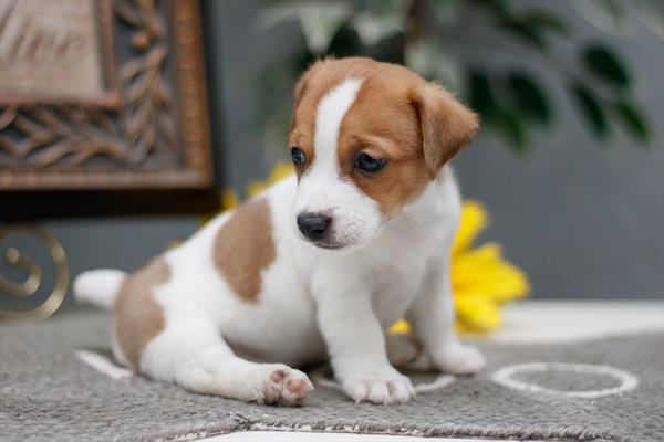 jack russell terrier puppy for adoption