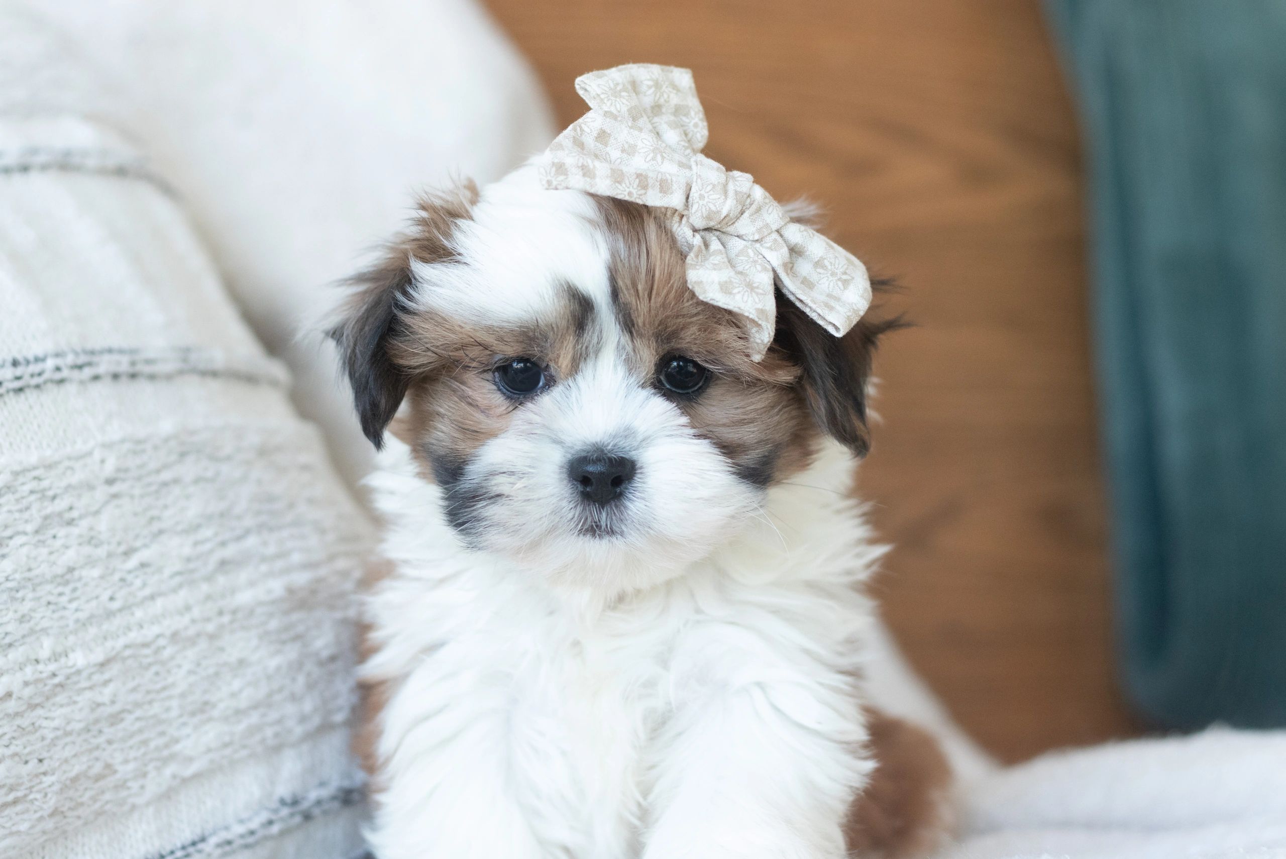 shih tzu bichon mix for sale