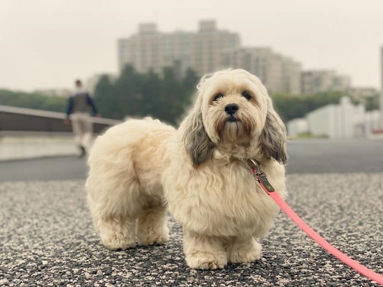 dachshund bichon mix