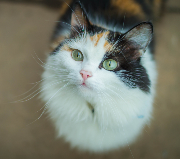 kittens for sale champaign il