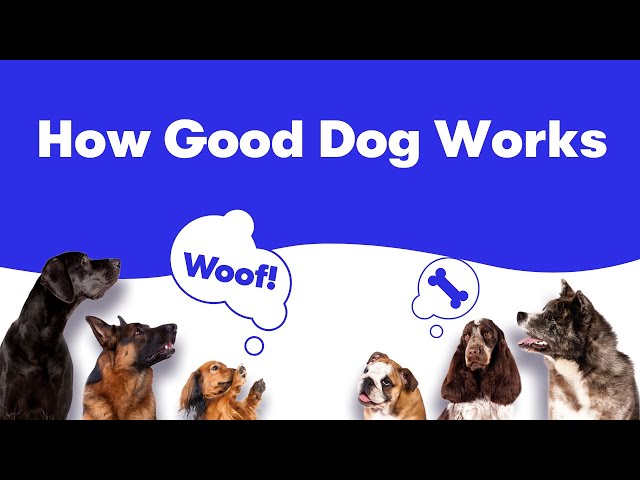 is good dog reputable