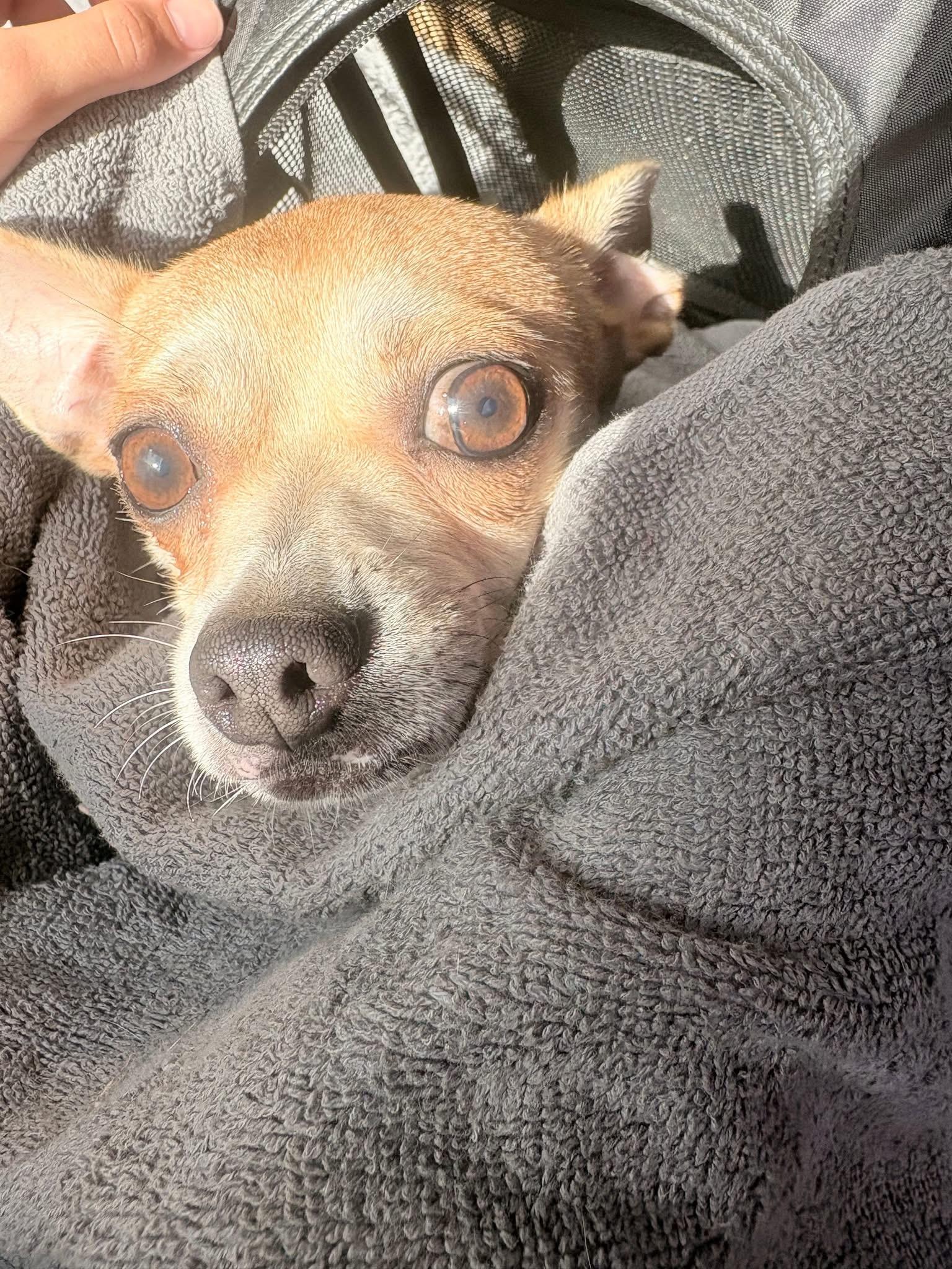 petfinder port st lucie