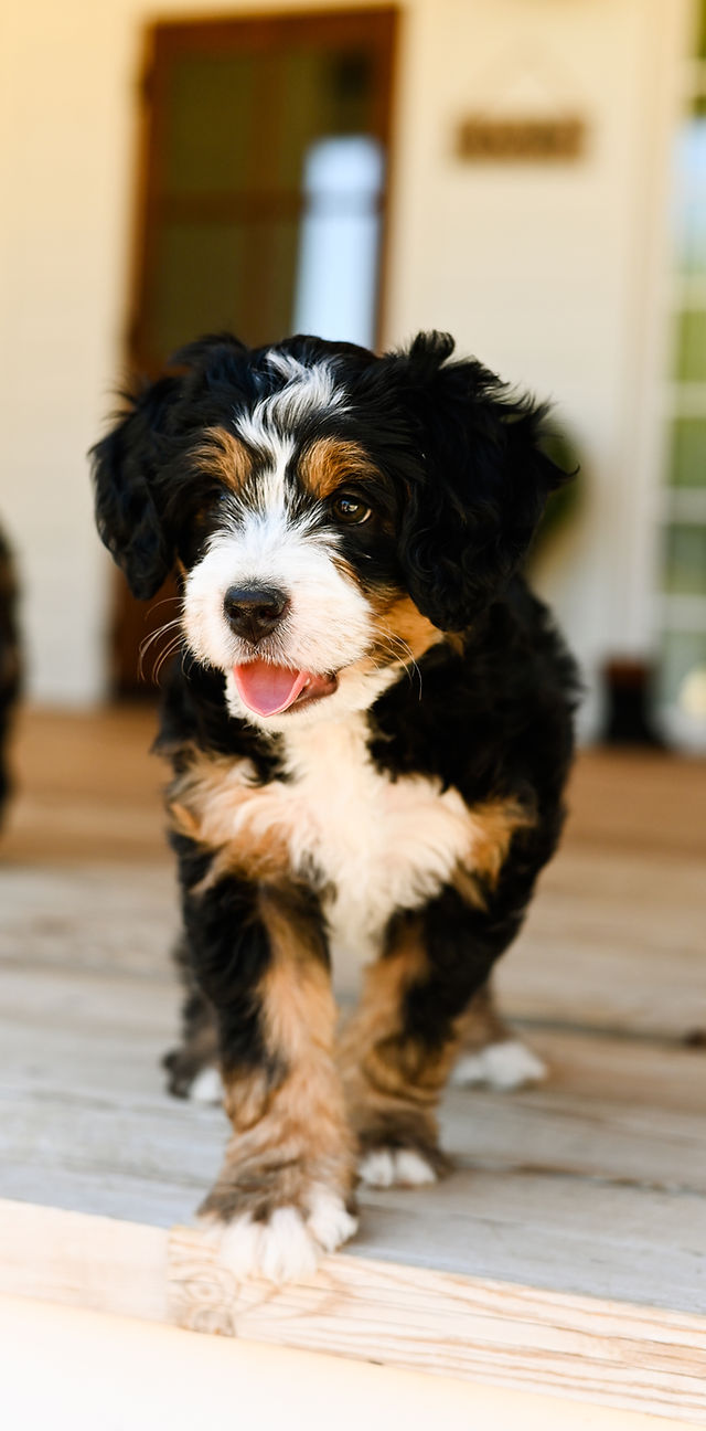 bernedoodle breeders arizona