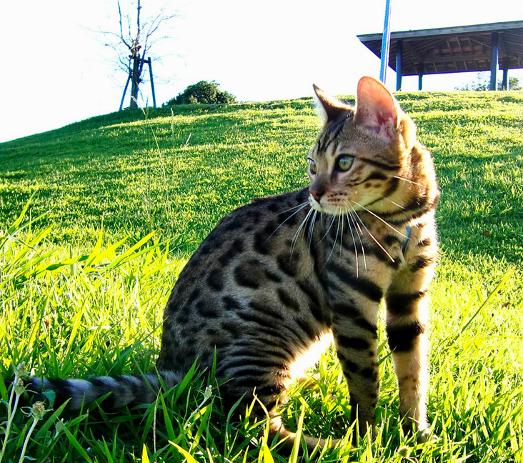 bengal cat rescue california