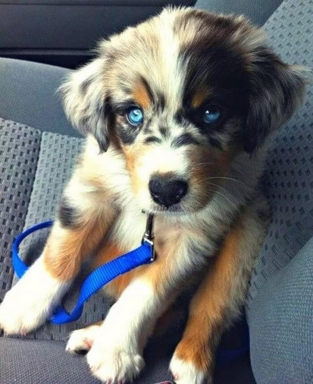 siberian husky golden retriever mix