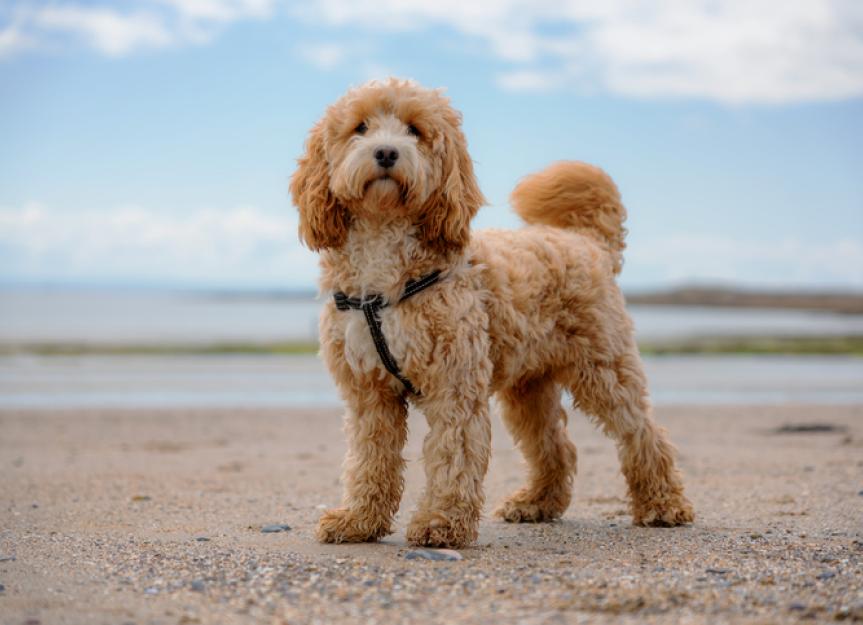 show me a picture of a cockapoo
