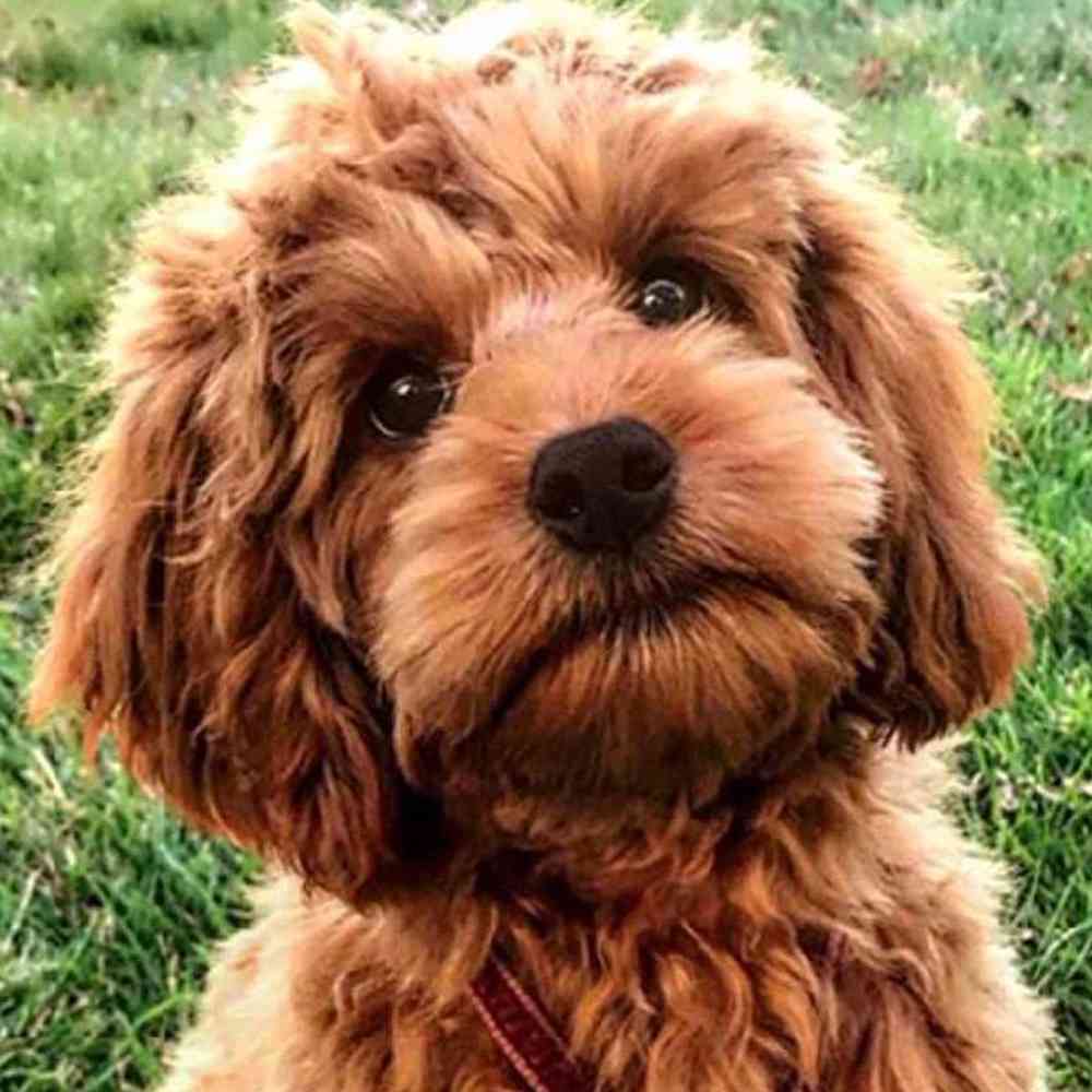 cockapoo breeders texas