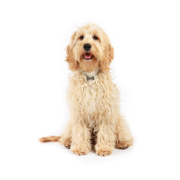 cockapoo breeders texas