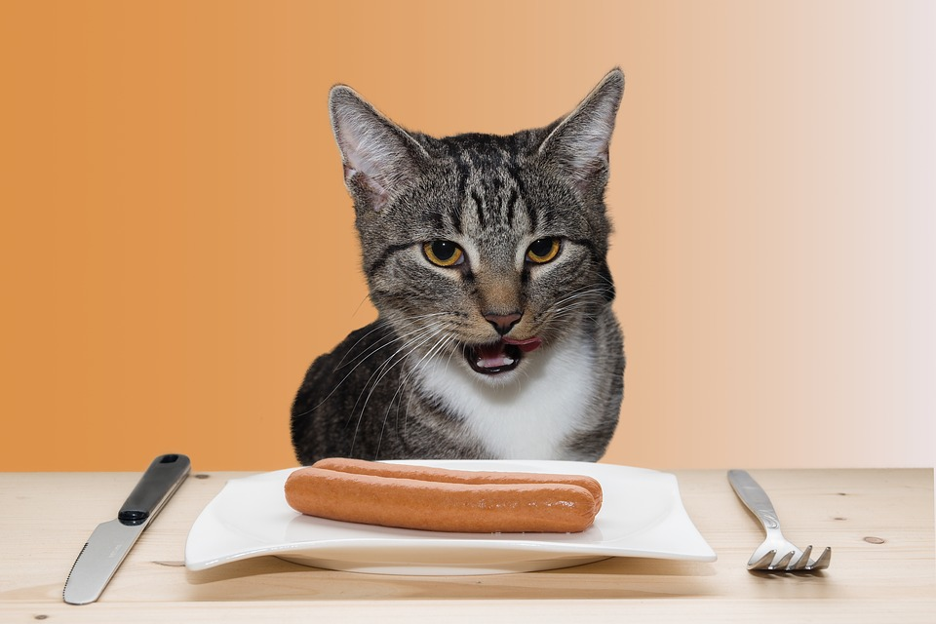can cats eat summer sausage
