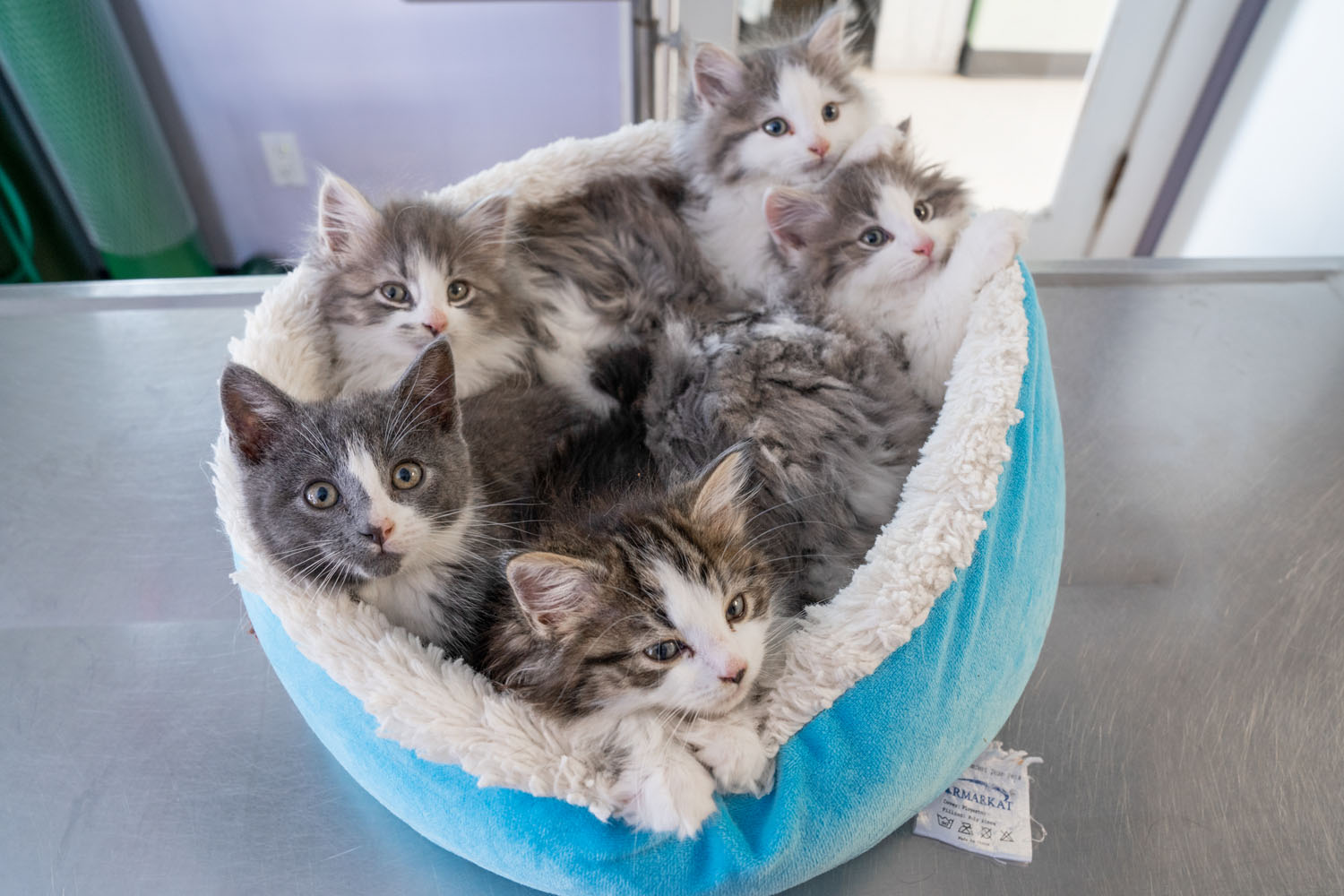 kittens for adoption in rhode island