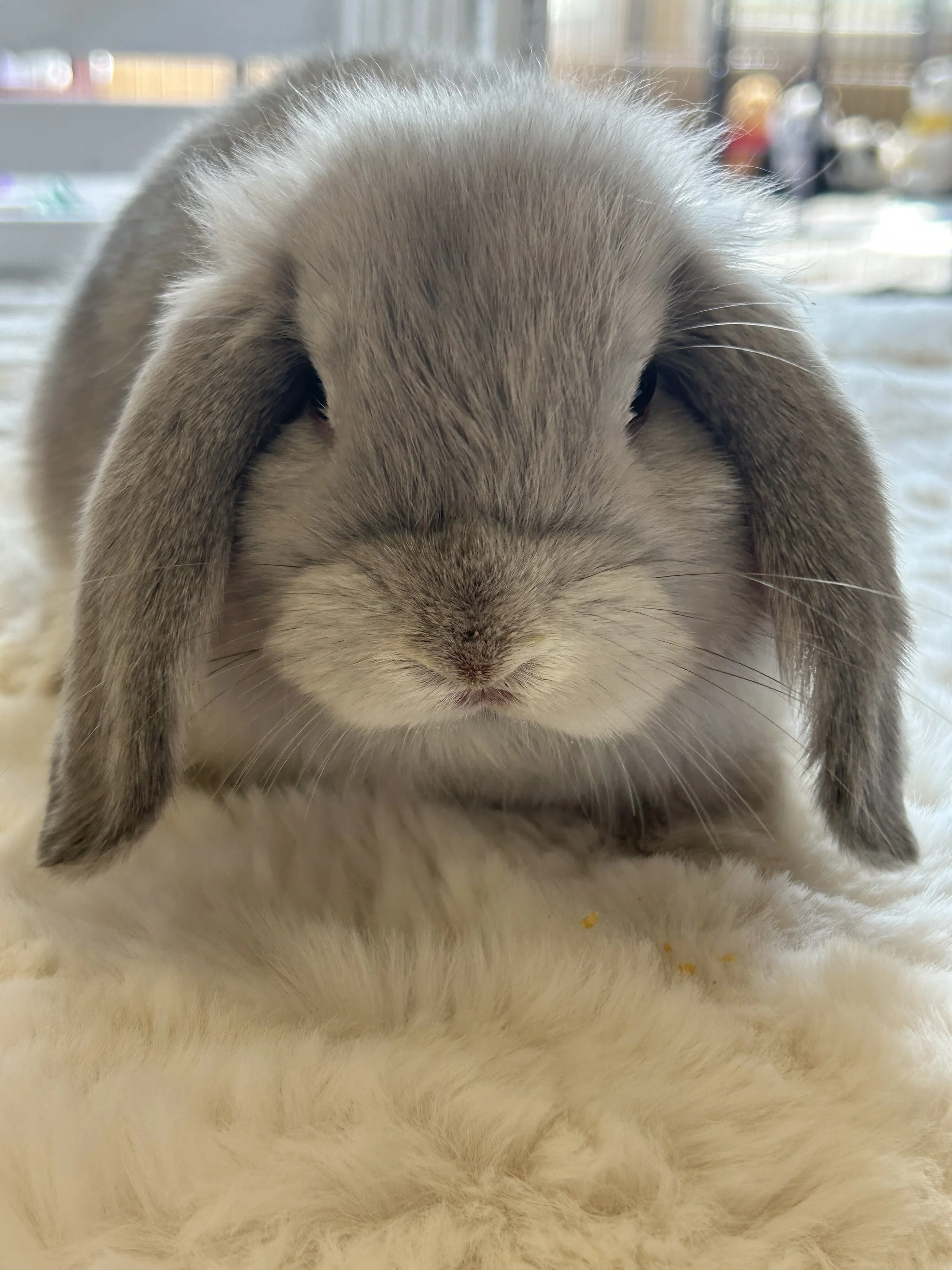 bunny for sale near me