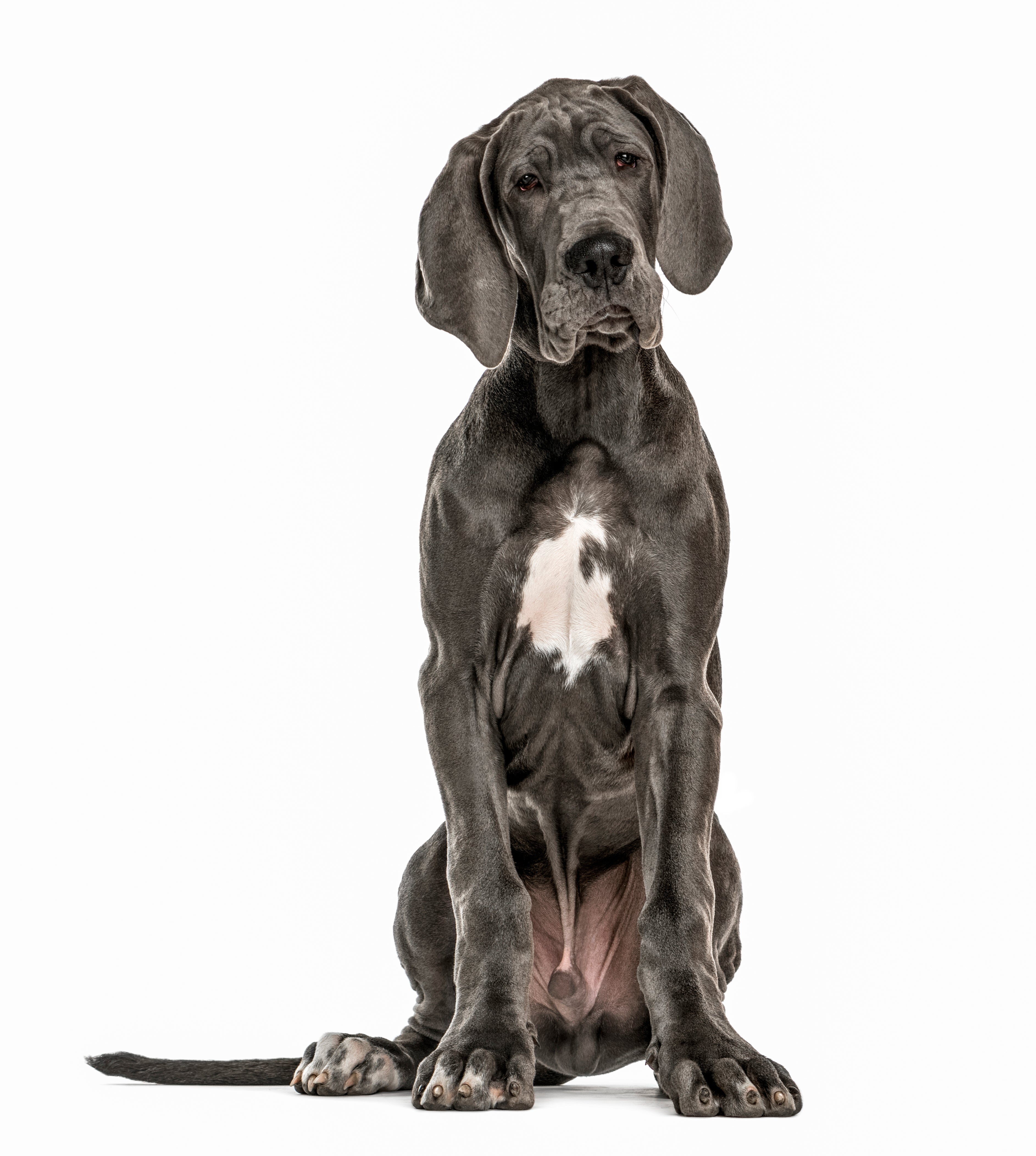 petfinder great dane