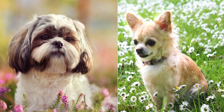 chihuahua x shih tzu