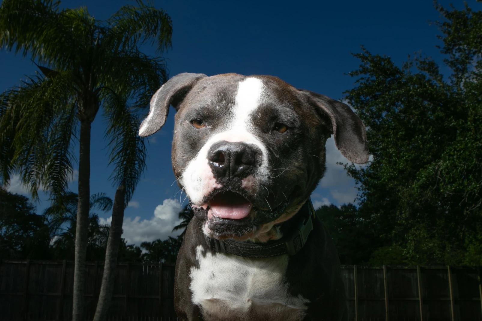 petfinder fort lauderdale