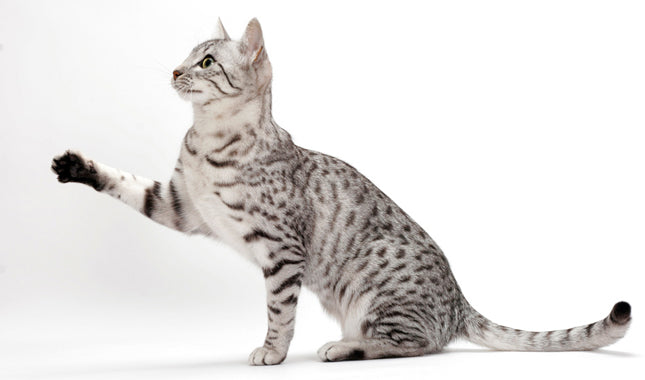 oldest cat breeds
