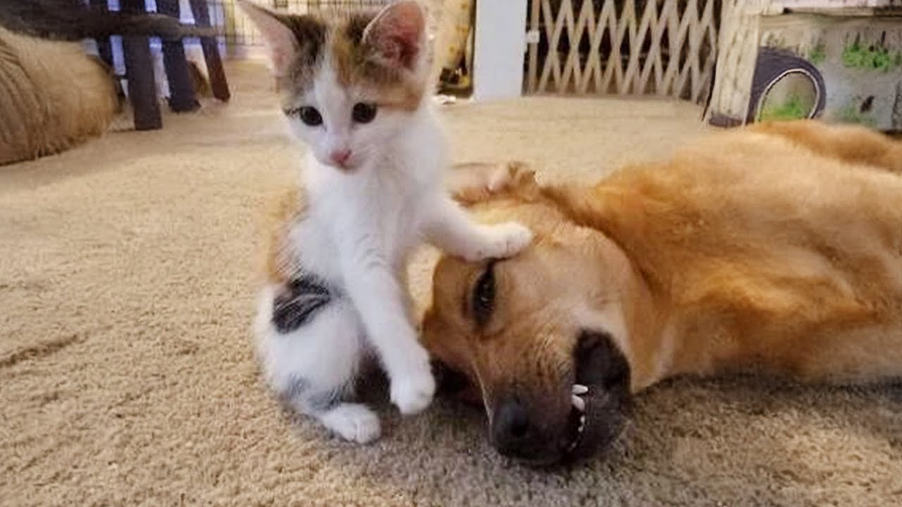 best friends dogs and cats