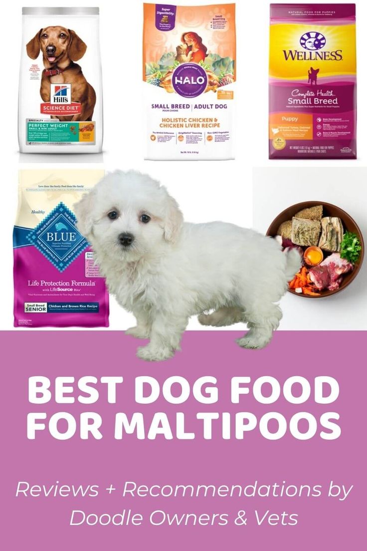 best dog food for maltipoo puppy