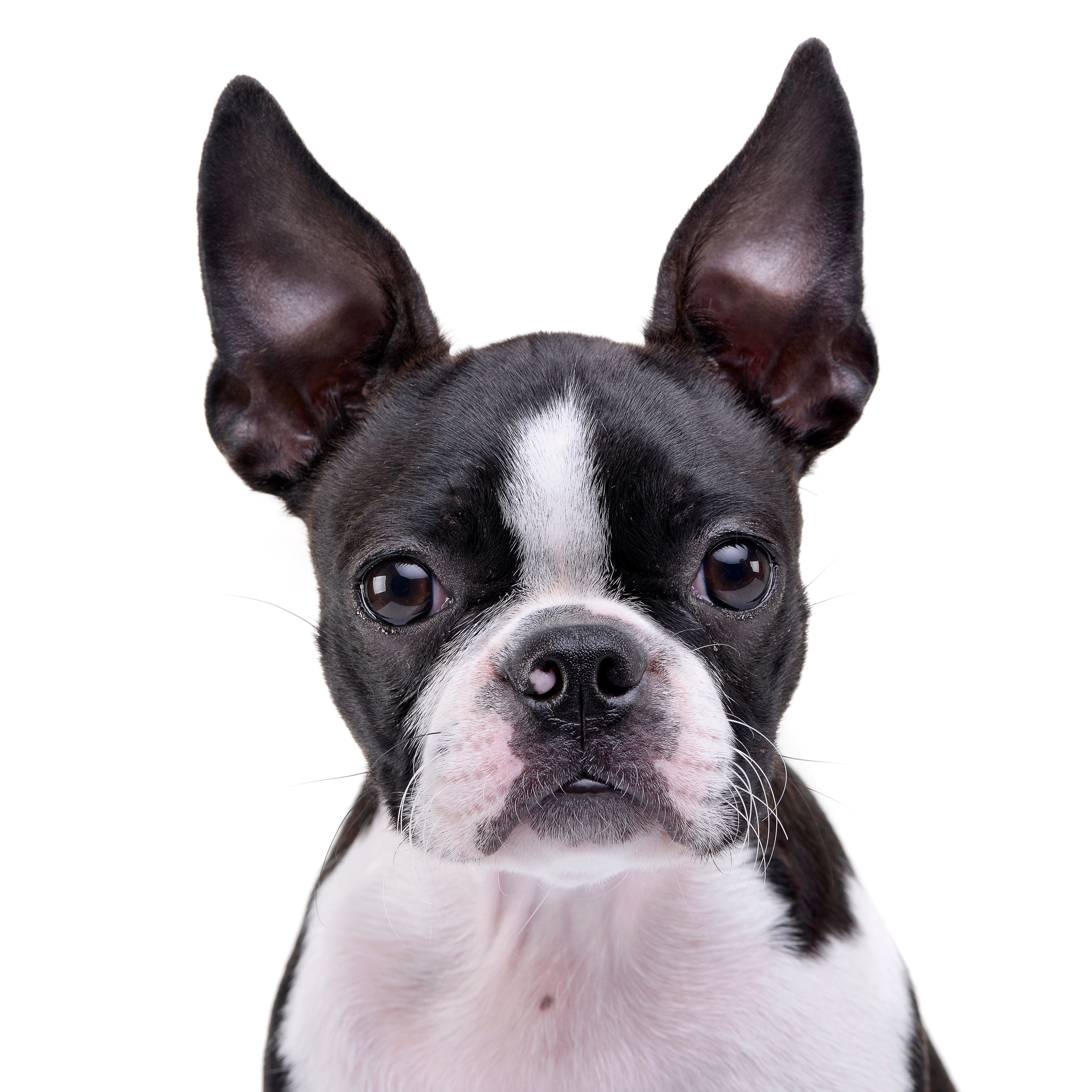 adopt boston terrier near me