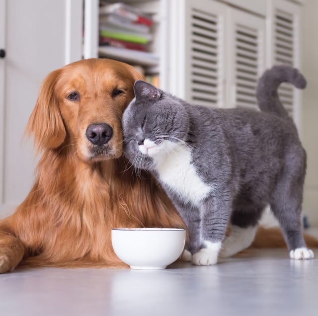 best cat for dogs