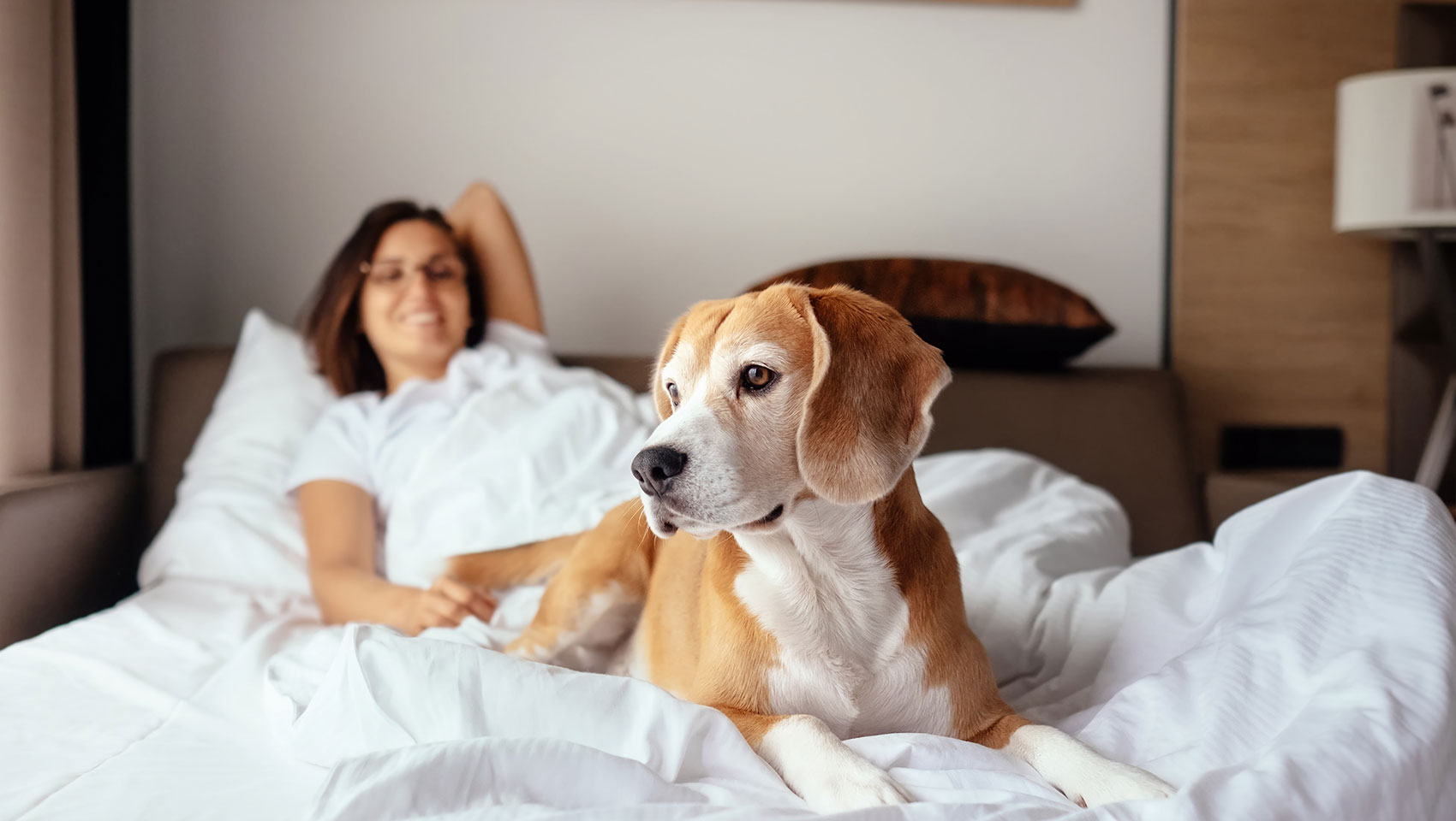 petfree hotels