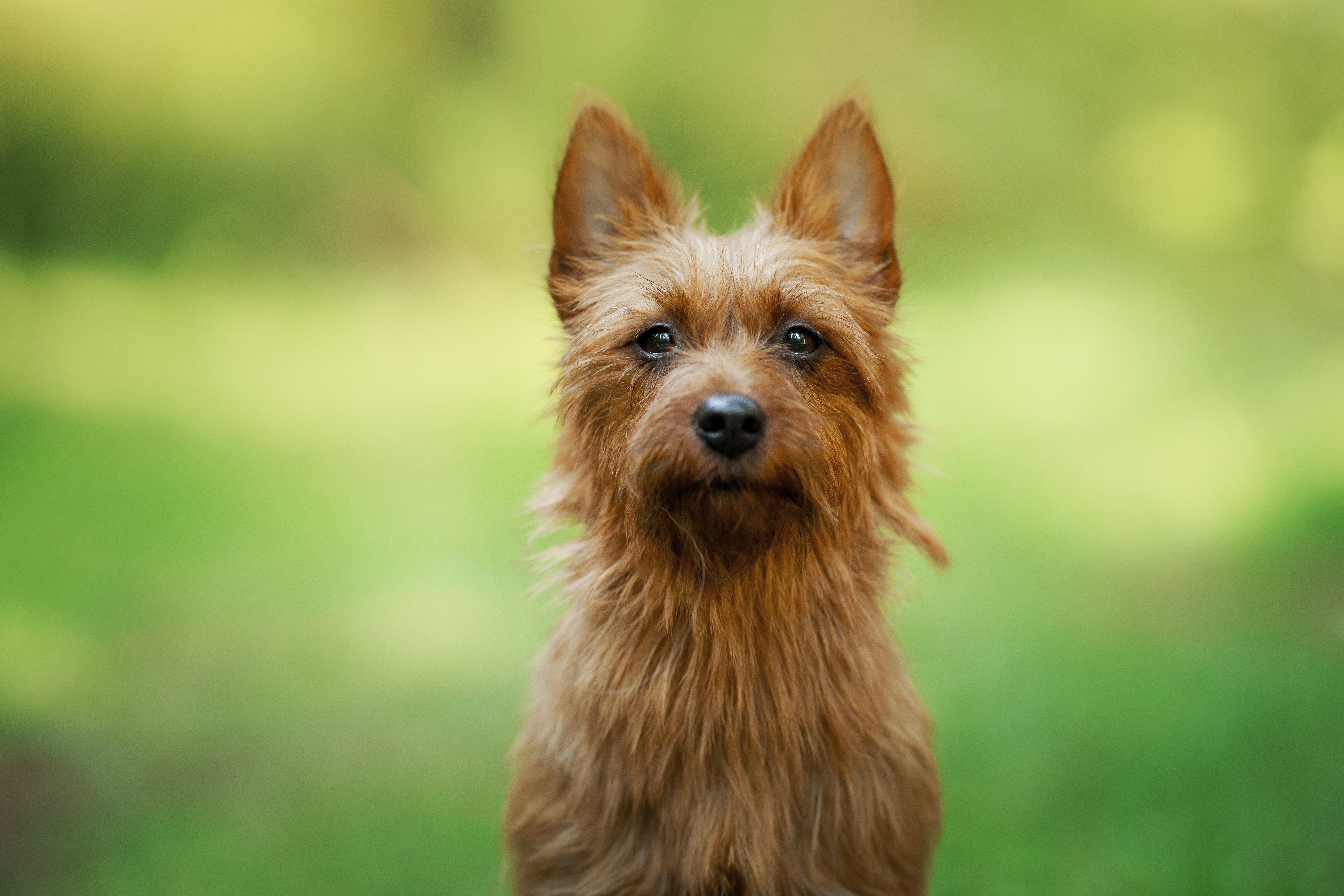 australian terrier for adoption