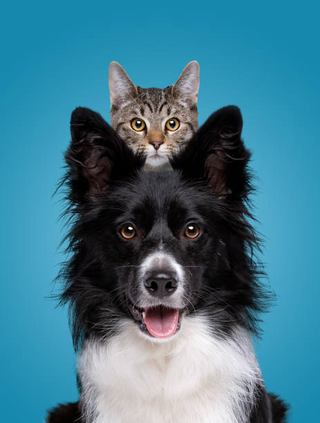 cat and dog images free