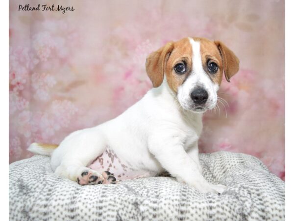 jack russell terrier for sale in florida