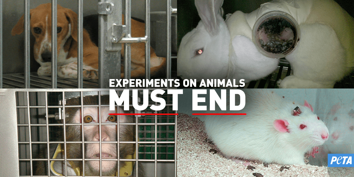 peta animal testing