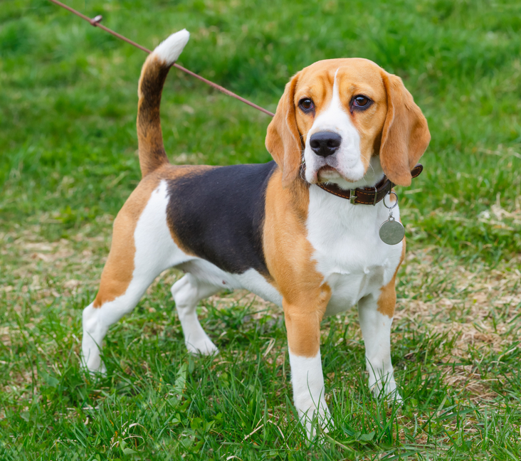 beagle puppies for sale in maine
