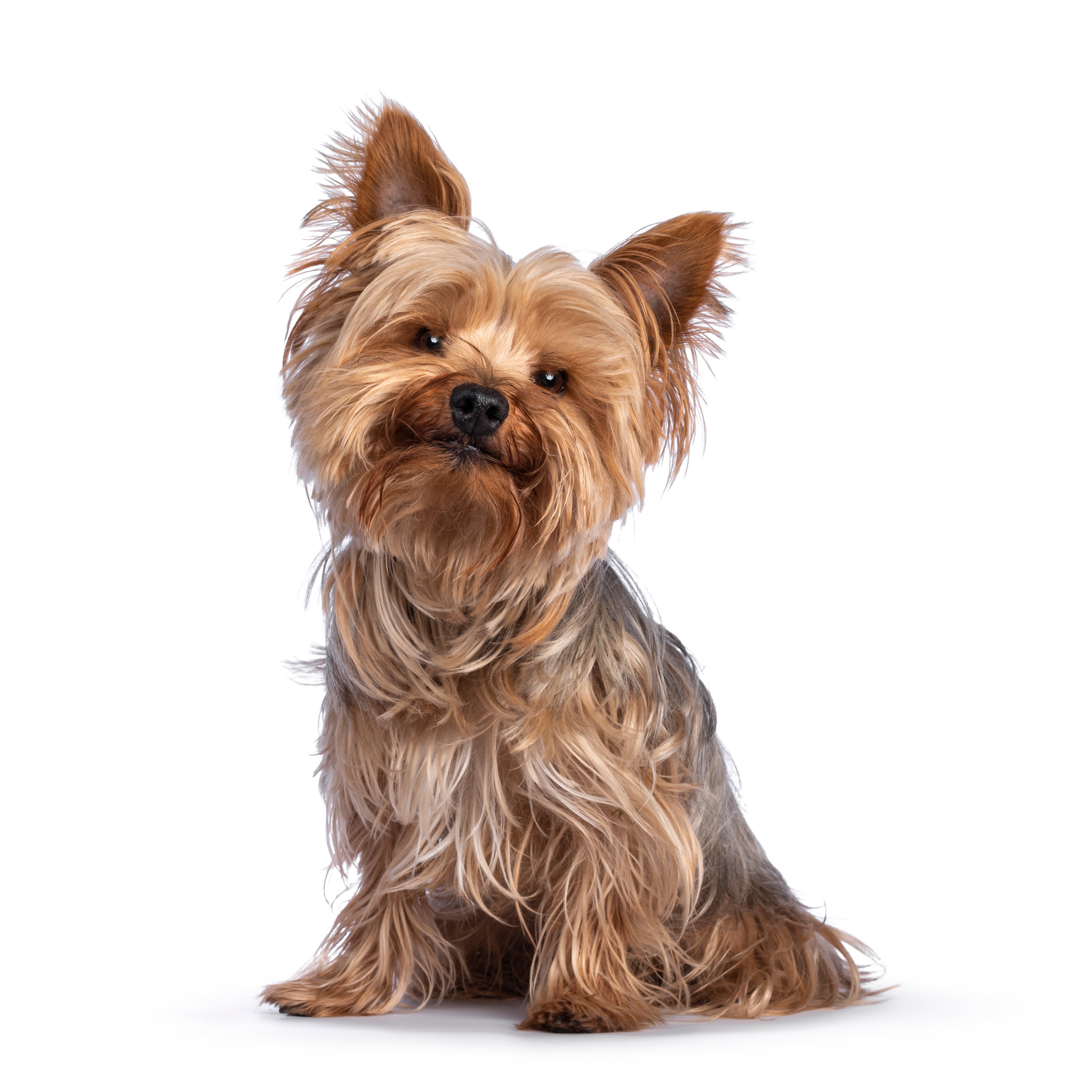 yorkshire terrier puppies for adoption near me