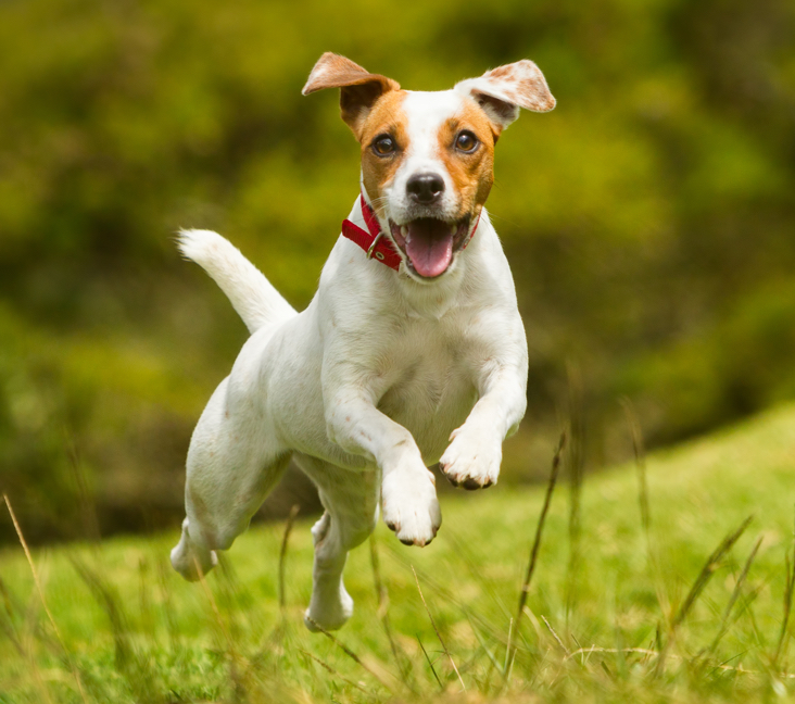 jack russell terrier for sale in florida