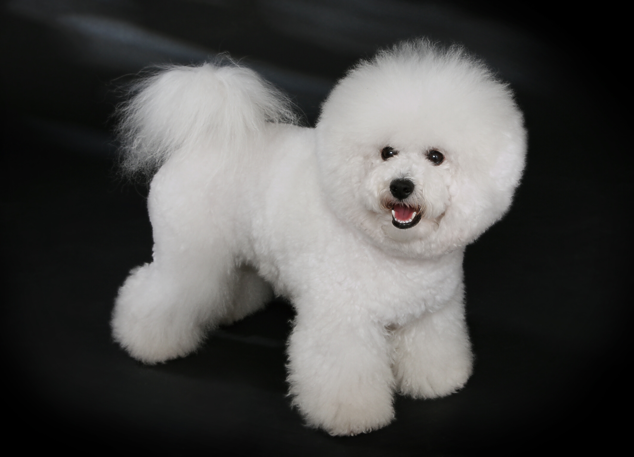photos bichon
