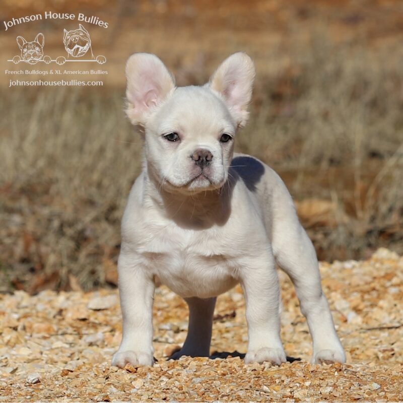 french bulldog breeders tennessee
