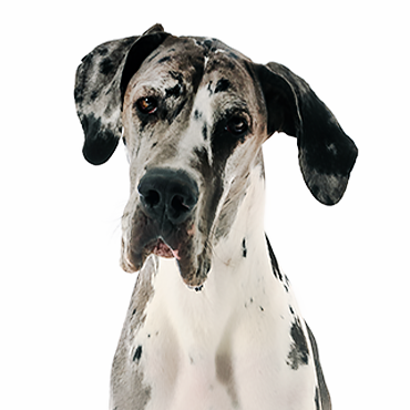 great dane breeders in texas