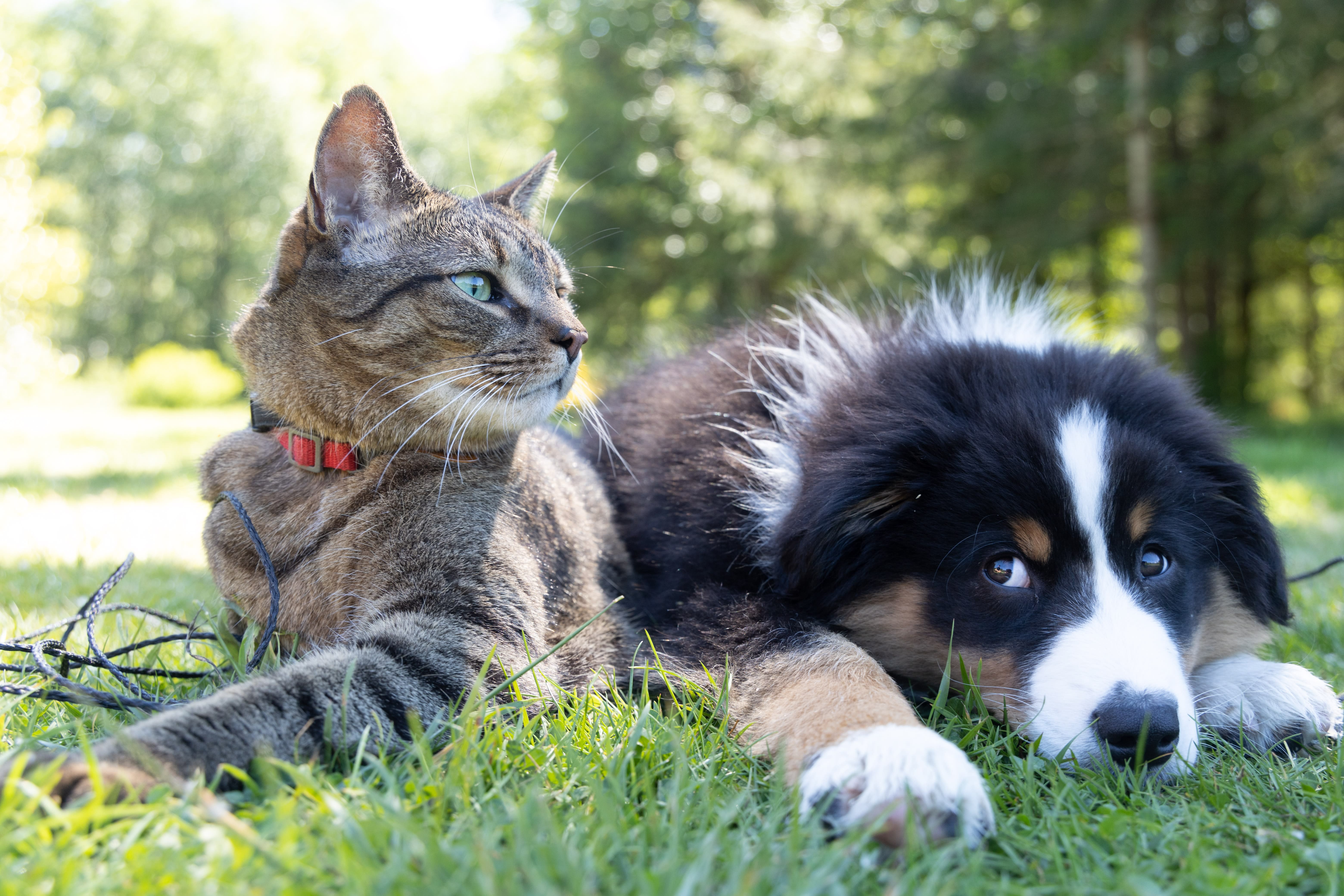 best dogs for cat owners