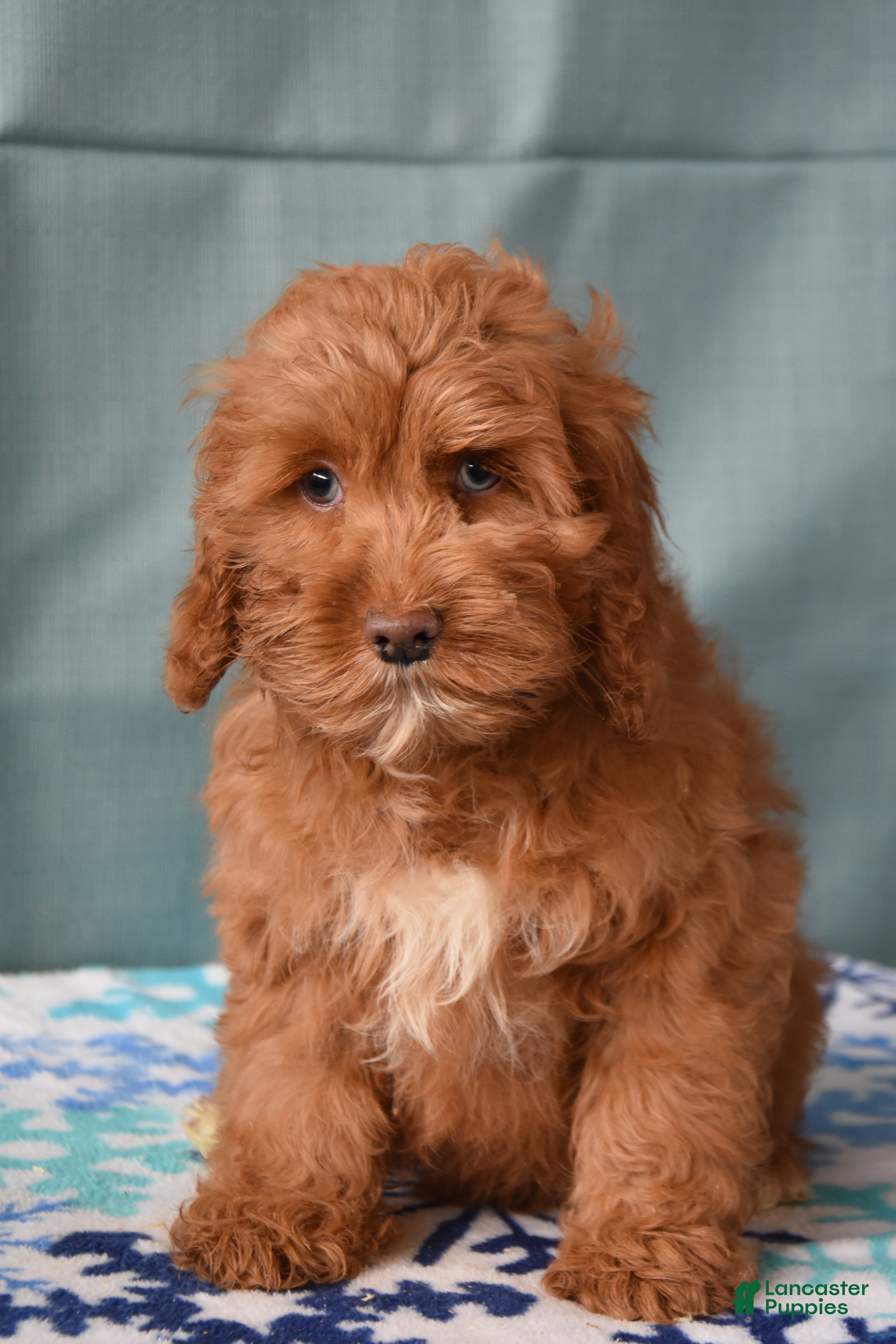 cockapoo puppies near me under $500