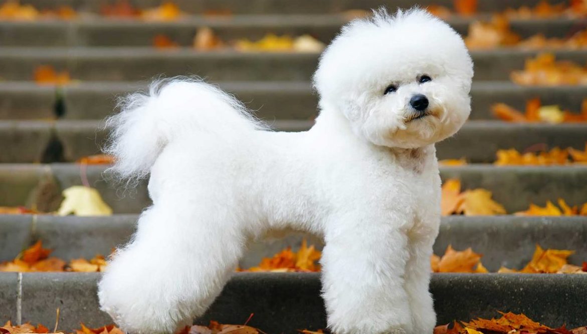 bichon frise buy
