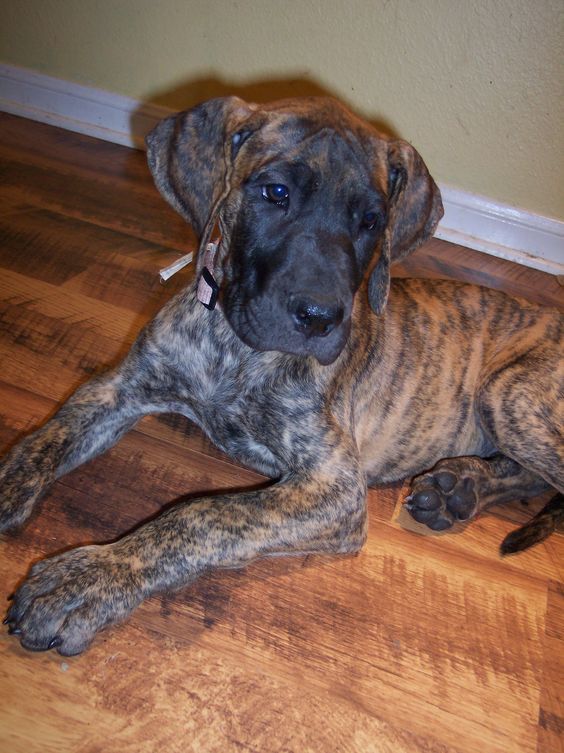 great dane brindle puppy