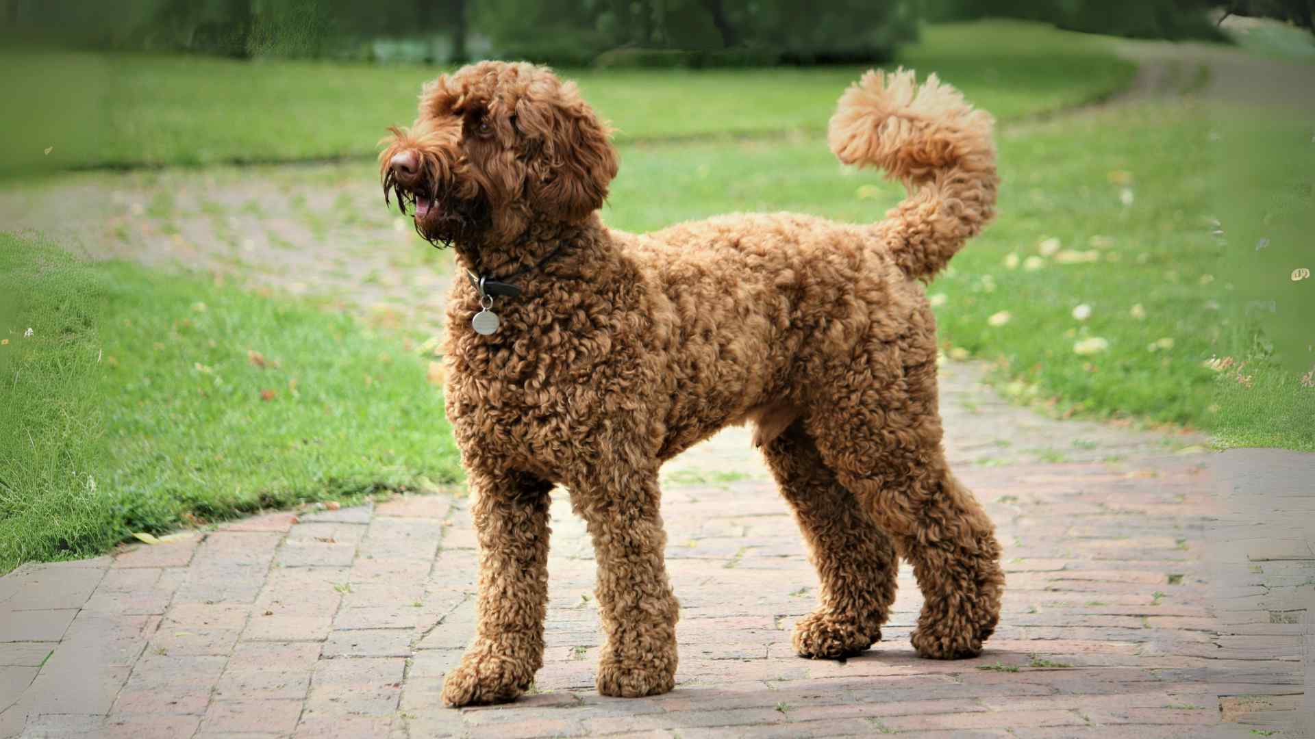 labradoodle nj