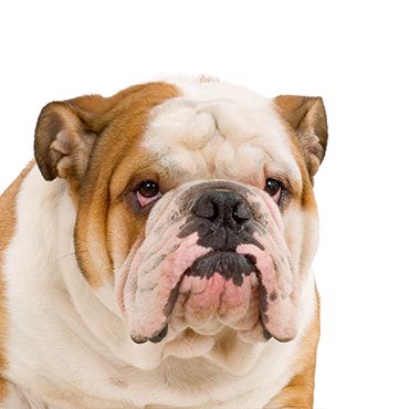 english bulldog breeders in michigan