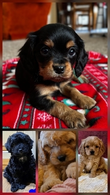 classified dogs for sale