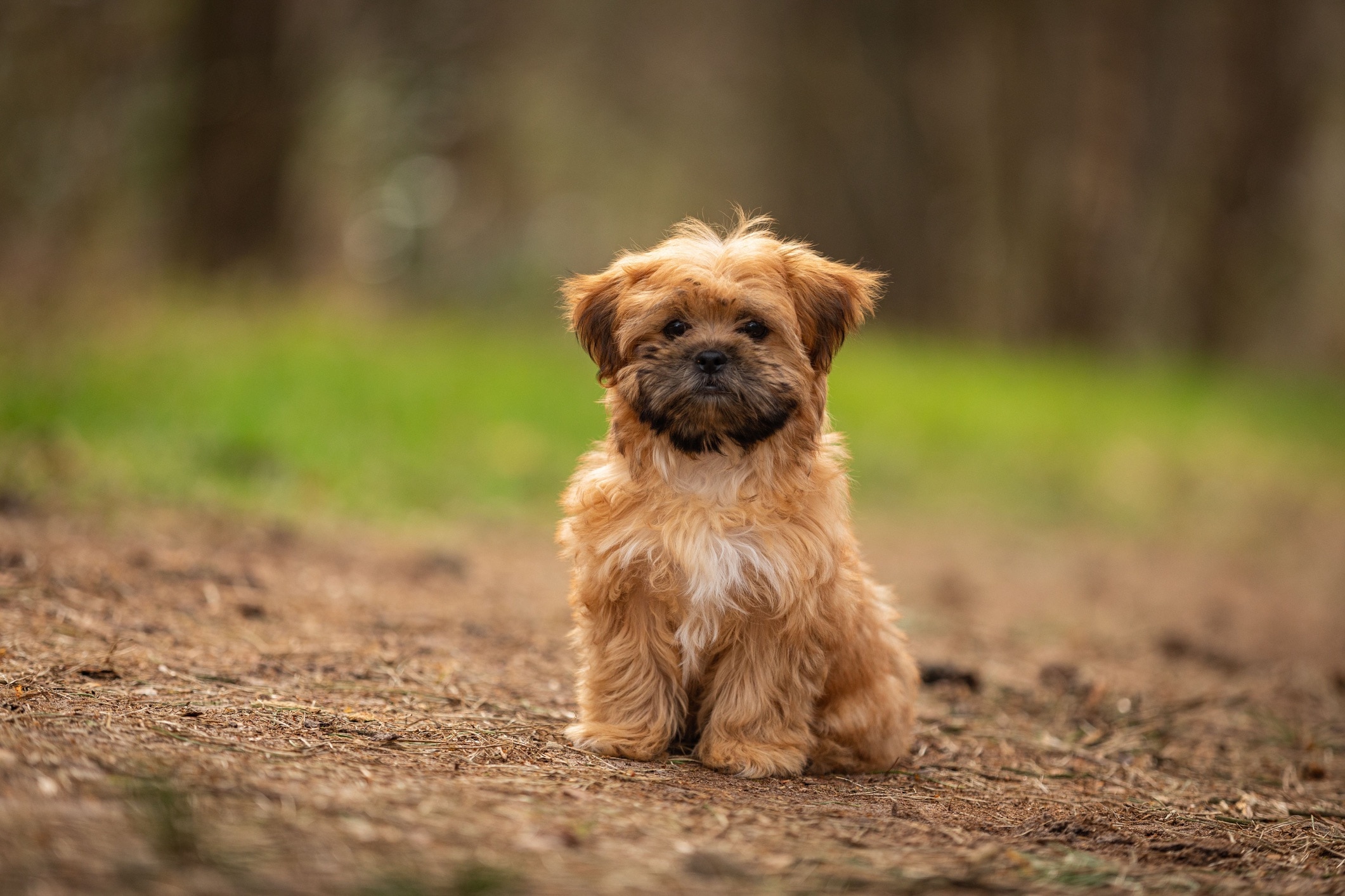 best hypoallergenic pets