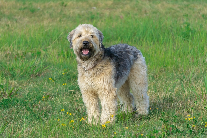 wheaton terrier mix