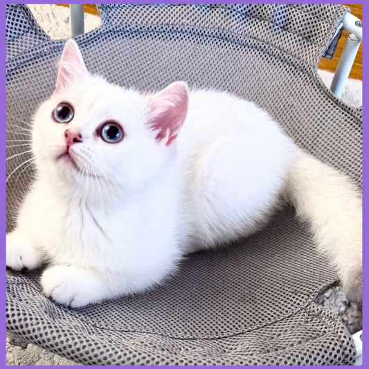 british shorthair michigan