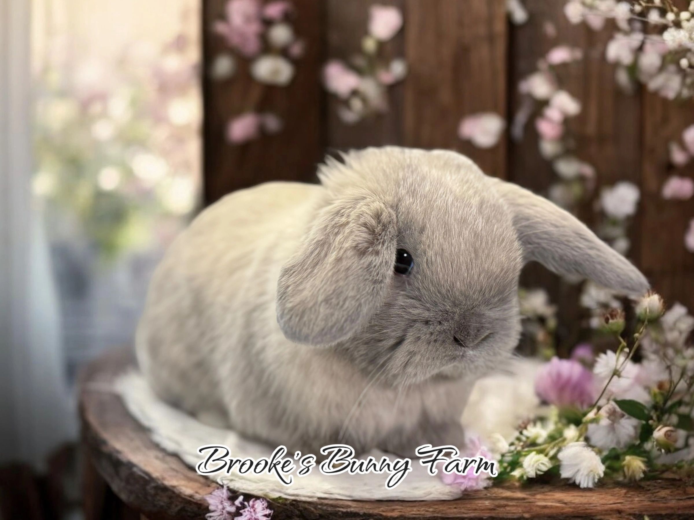 bunny for sale near me