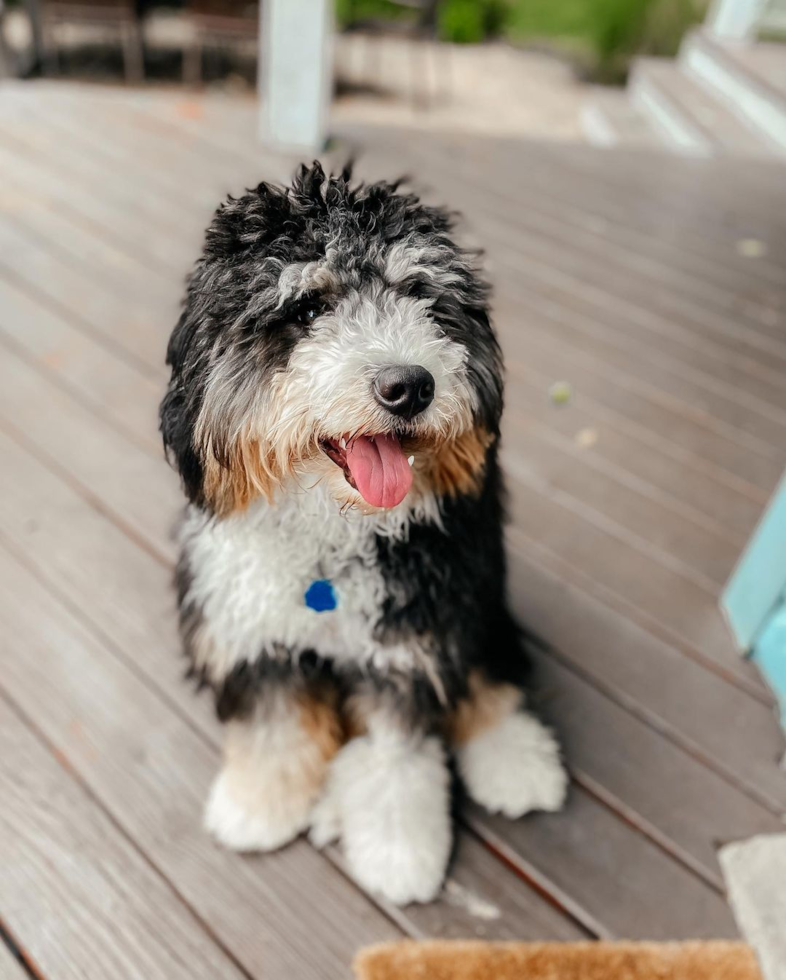 bernedoodle for sale florida