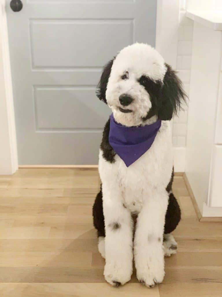 adult sheepadoodle