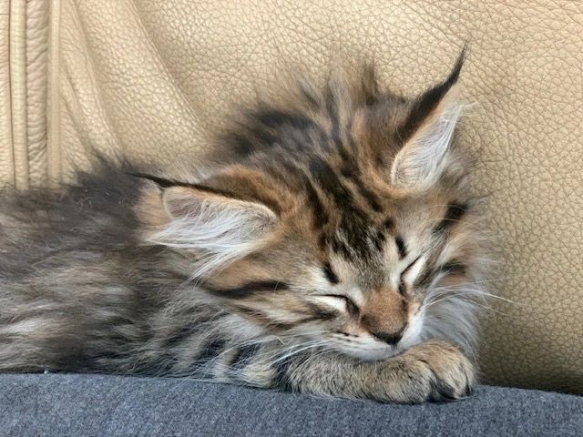 kittens for sale in ct