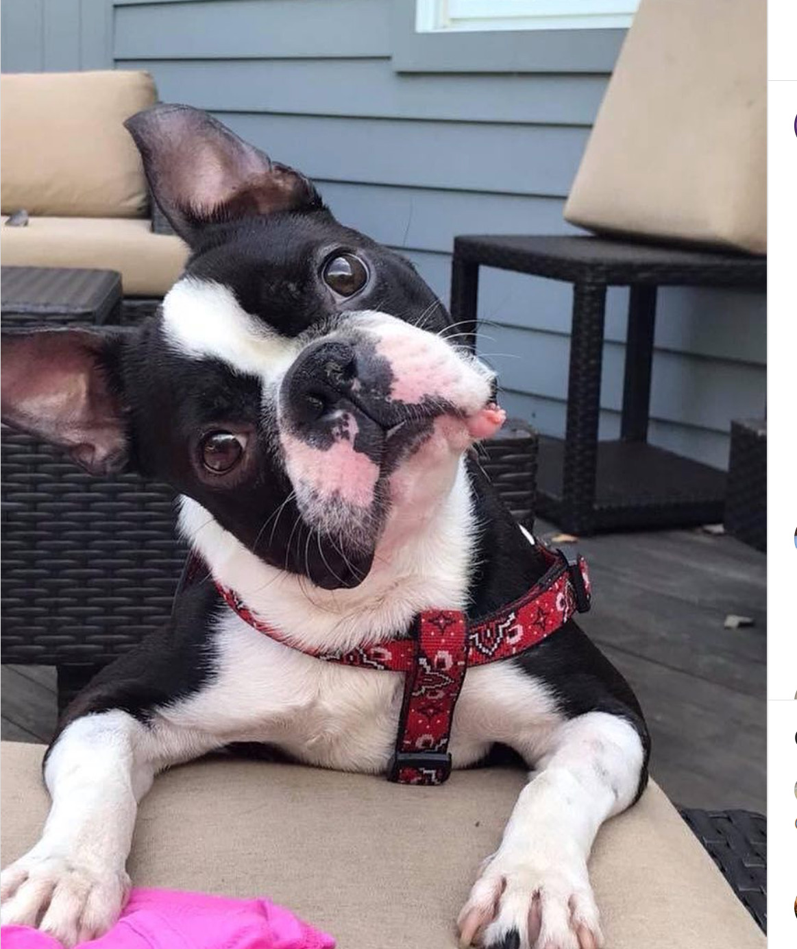adopt boston terrier near me